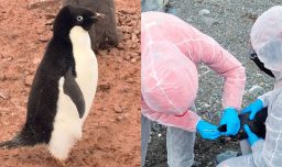 Confirman presencia de influenza aviar en la Antártica por tercer año consecutivo: Se refuerza monitoreo en la zona