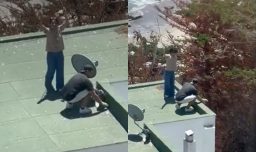 De la indignación a un final feliz: Pareja fue captada lanzando polluelos de gaviota desde la azotea de un edificio en Maitencillo