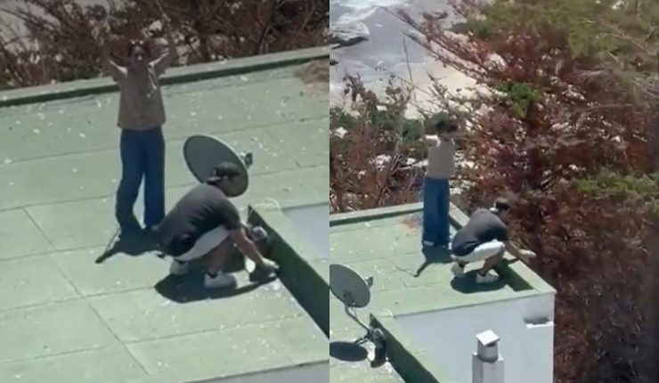 Indignación en Maitencillo por pareja que lanzó polluelos de gaviota desde azotea Indignación en Maitencillo por pareja que lanzó polluelos de gaviota desde azotea