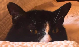 De Rocky a Pelusa: Estos fueron los nombres para perros y gatos más inscritos en Chile durante 2025