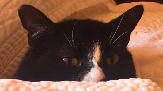 De Rocky a Pelusa: Estos fueron los nombres para perros y gatos más inscritos en Chile durante 2025