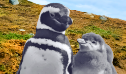 Caída de más del 85%: Expertos alertan sobre desaparición del pingüino de Magallanes en la Isla Magdalena de Chile