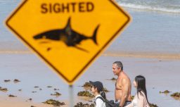 Seguidilla de ataques de tiburón en Australia: Expertos buscan la causa detrás de 4 incidentes registrados en 48 horas