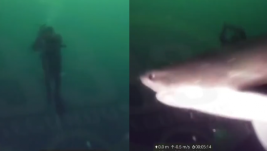 Captan a tiburón de 4 metros en Puerto Montt: Suspenden faenas submarinas en sector de Chinquihue