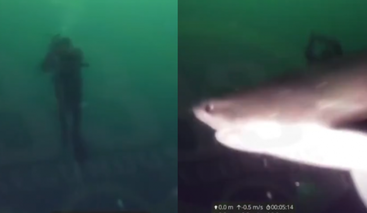 Tiburón de 4 metros avistado en Puerto Montt