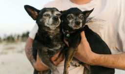 Veterinario entrega checklist esencial para viajar con mascotas en verano