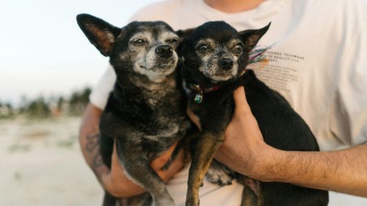 Veterinario entrega checklist esencial para viajar con mascotas en verano