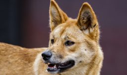 El debate sobre los dingos, los perros salvajes vinculados a la muerte de una canadiense en Australia