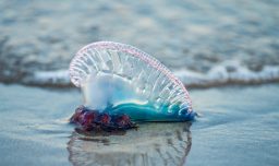 Prohibición de baño en playas de Cartagena, El Tabo y Santo Domingo por presencia de fragata portuguesa