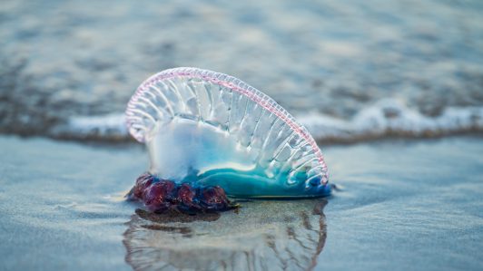 Prohibición de baño en playas de Cartagena, El Tabo y Santo Domingo por presencia de fragata portuguesa