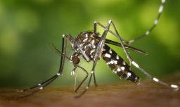 Minsal confirma hallazgo de mosquito que transmite dengue, zika y fiebre amarilla en el aeropuerto de Santiago