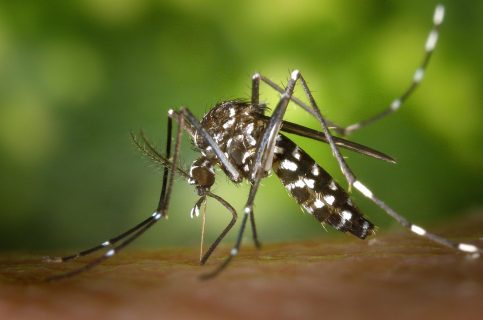 Minisal confirma hallazgo de mosquito que transmite dengue, zika y fiebre amarilla en el aeropuerto de Santiago