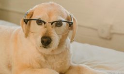 Estudio revela que perros 'superdotados' aprenden palabras escuchando conversaciones ajenas