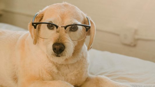 Estudio revela que perros 'superdotados' aprenden palabras escuchando conversaciones ajenas
