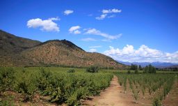 Se esperan hasta 35°C: Emiten advertencia agrometeorológica por altas temperaturas desde Coquimbo a La Araucanía