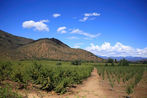 Se esperan hasta 35°C: Emiten advertencia agrometeorológica por altas temperaturas desde Coquimbo a La Araucanía