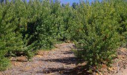 Emiten advertencia agrometeorológica por altas temperaturas en cuatro regiones del país: Se prevén hasta 36°C