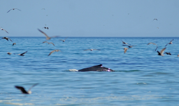 Chile lidera récord mundial de colisiones de ballenas con embarcaciones