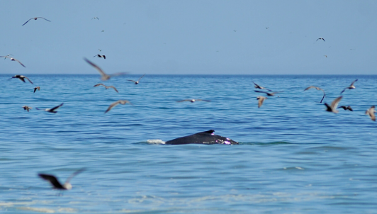Chile lidera récord mundial de colisiones de ballenas con embarcaciones