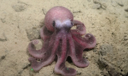 Graneledone Sellanesi: Científicos chilenos descubren nueva especie de pulpo de aguas profundas del Pacífico