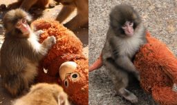 El peluche de orangután que consuela a Punch tras el abandono de su madre: Por qué es clave para el macaco japonés