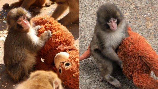 El peluche de orangután que consuela a Punch tras el abandono de su madre: Por qué es clave para el macaco japonés