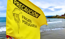 ¿Qué debo hacer si me pica una fragata portuguesa?