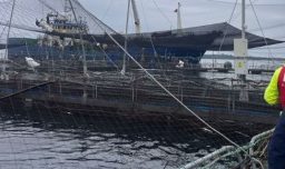 Chiloé: Sernapesca monitorea muerte de 283 toneladas de salmones en centro de cultivo