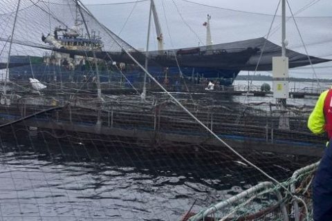Chiloé: Sernapesca monitorea muerte de 283 toneladas de salmones en centro de cultivo