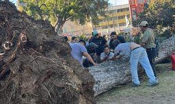 Caída de árbol en plaza Parque Italia de Valparaíso deja un fallecido y un herido