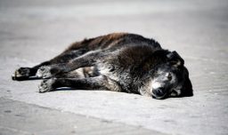 Maltrato animal: Hombre ataca con una motosierra a perro en Los Ángeles