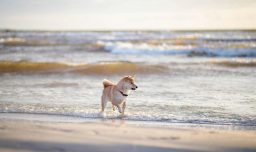 Playas para perros en Chile: No hay ley nacional pero cada comuna regula el acceso con multas de hasta $200.000