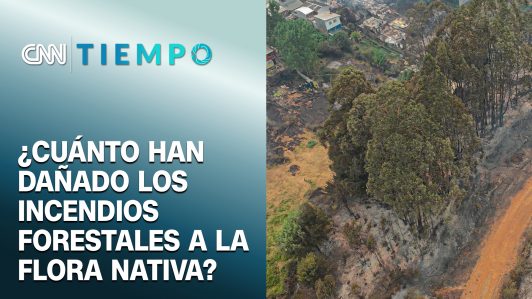 ¿Cuánto han afectado los incendios forestales a la flora nativa? | CNN Tiempo