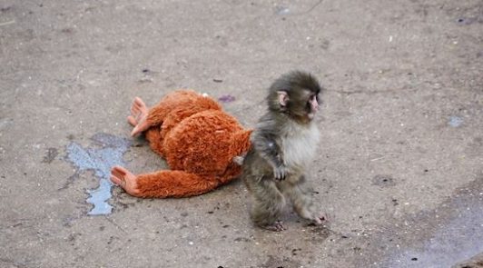 La resiliencia de Punch ante el abandono y el rechazo: La historia del macaco japonés que conmueve en redes