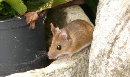 Experto analiza las medidas para prevenir el virus Hanta: Van 6 muertos durante este año