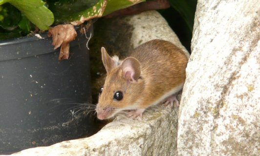 Experto analiza las medidas para prevenir el virus Hanta: Van 6 muertos durante este año