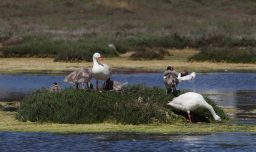 SAG confirma presencia de influenza aviar en aves silvestres en Valparaíso y llama a reforzar medidas de seguridad