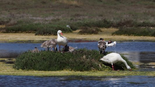 SAG confirma presencia de influenza aviar en aves silvestres en Valparaíso y llama a reforzar medidas de seguridad