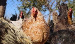 SAG suspenderá certificación de exportaciones avícolas tras confirmar caso de influenza aviar en plantel industrial