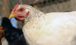 SAG confirma caso de influenza aviar H5N1 en aves de traspatio en la Región Metropolitana