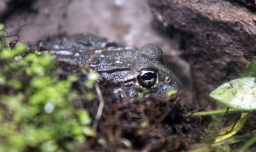 Ranita de Darwin: Contraloría da luz verde a decreto para proteger la especie y aprueba plan de conservación