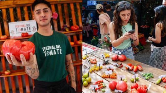 Providencia realizará concurso del tomate más grande: El festival se realizará este 14 y 15 de marzo