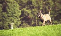 Los mejores caniles de Santiago para pasear con perros: cinco parques con áreas pet friendly