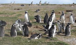 Crisis de los pingüinos en Isla Magdalena llega a tribunales: Presentan recurso contra Conaf y SBAP por falta de estudios y fiscalización