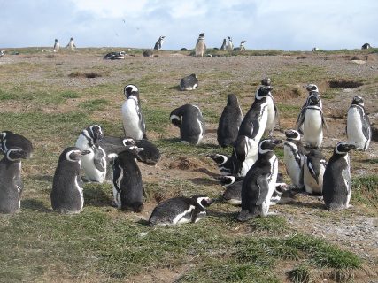 Crisis de los pingüinos en Isla Magdalena llega a tribunales: Presentan recurso contra Conaf y SBAP por falta de estudios y fiscalización