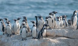 Municipalidad de Zapallar, Conaf y ONG impulsan restauración ecológica en Isla Cachagua para proteger al pingüino de Humboldt