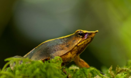 Ranita de Darwin: Contraloría da luz verde a decreto clave para conservación de la especie en Chile