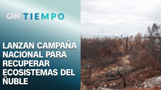 Corporación Cultiva lanza campaña para la recuperación de ecosistemas nativos del sur de Chile | CNN Tiempo