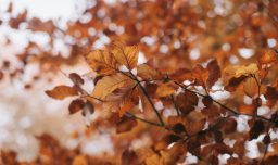 Panoramas gratis este 21 y 22 de marzo: Actividades en el MUT, Ñuñoa y Santiago para recibir el otoño