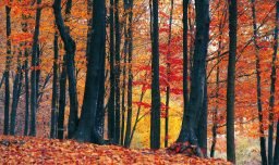 Llegó el equinoccio de otoño: ¿Qué significa y hasta cuándo dura?